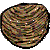 clam