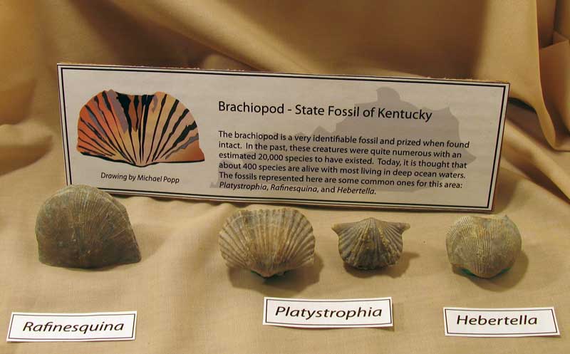 brachipods on display at show
